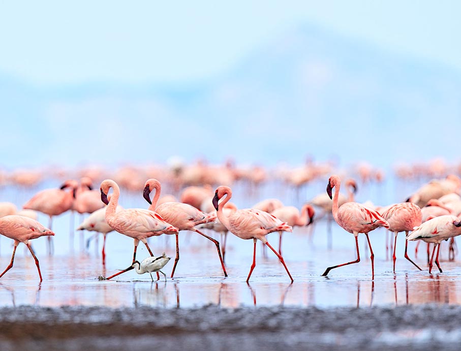 Lesser Flamingo and Pied Avocet